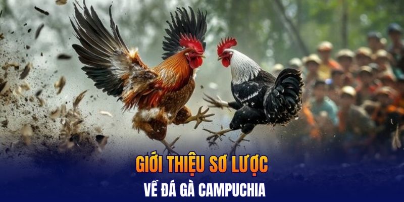Giới thiệu sơ lược về đá gà campuchia